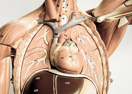 anatomy-and-physiology-courses