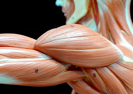 online-anatomy-course