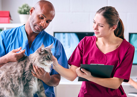 Veterinary-Assistant-Program