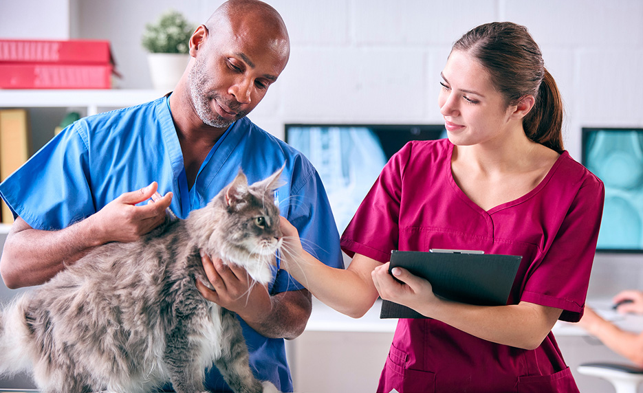 Veterinary-Assistant-Program